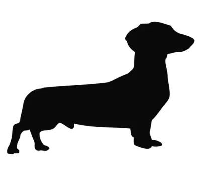 Dachshund, Dimples, chest, sternum, forechest