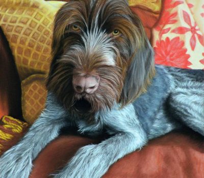 German Wirehaired Pointer, Drahthaar, gundog, hunting dog, hunt, Fernaufkläre, 