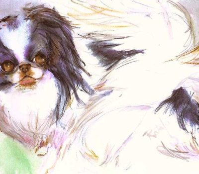 Shih Tzu, Imperial, Chinese Imperial, Japanese Chin