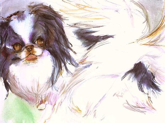 Shih Tzu, Imperial, Chinese Imperial, Japanese Chin