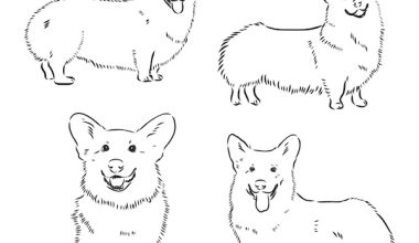 Pembroke Welsh Corgi, fluffies, bluies, coat, color, 