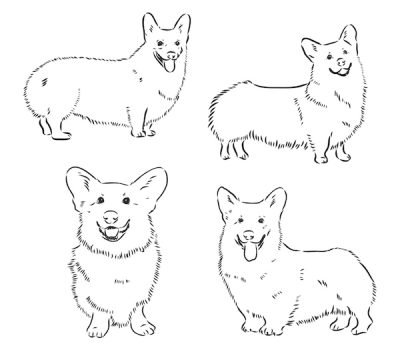 Pembroke Welsh Corgi, fluffies, bluies, coat, color, 