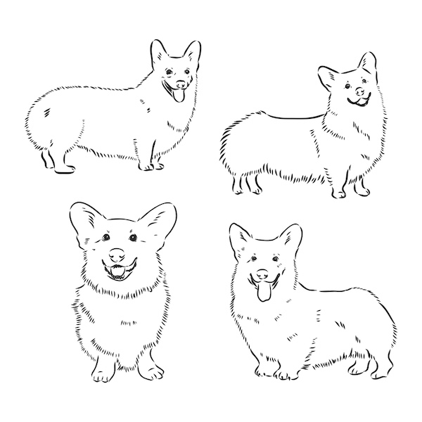 Pembroke Welsh Corgi, fluffies, bluies, coat, color,