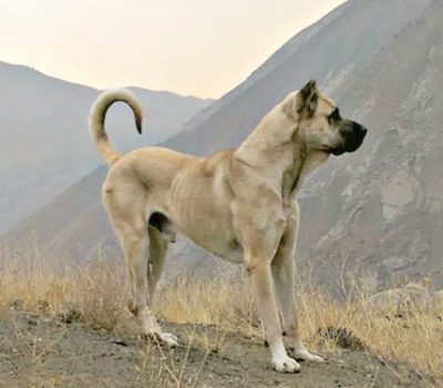 Iranian Mastiff, Iranian Shepherd Dog Persian Mastiff, Sarabi Mastiff, Azarbaijan Mastiff, Zoroastrianism, 