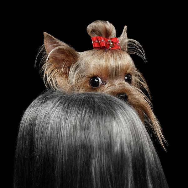 Yorkshire Terrier, color,California line