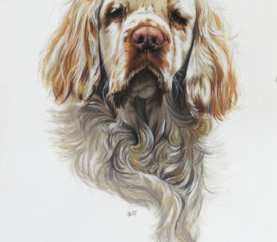 Clumber Spaniel, Earl Spencer, Princess Diana, Althorp Park, Cocker Spaniel