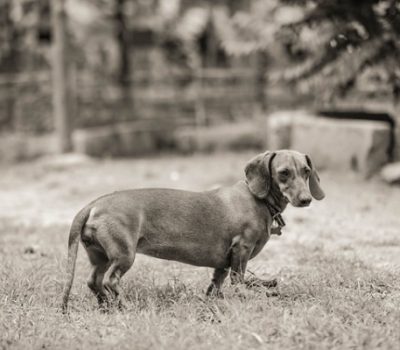 Dachshund, art, Bernard Karfiol, Edith Halpert 