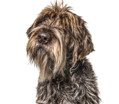 Griffon, Canis Segusius, Chien-gris, greffier, Spinone Italiano, Italian Griffon, Wirehaired Pointing Griffon, French Wirehaired Pointing Griffon, excessivement meurtier