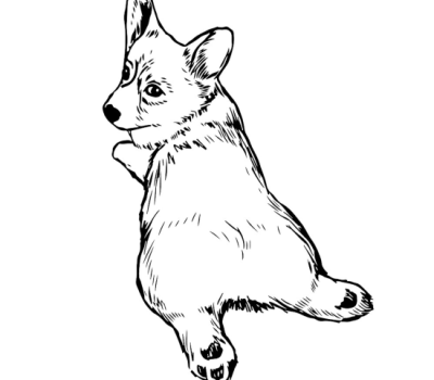 Pembroke Welsh Corgi, fluffies, bluies, coat, color, 