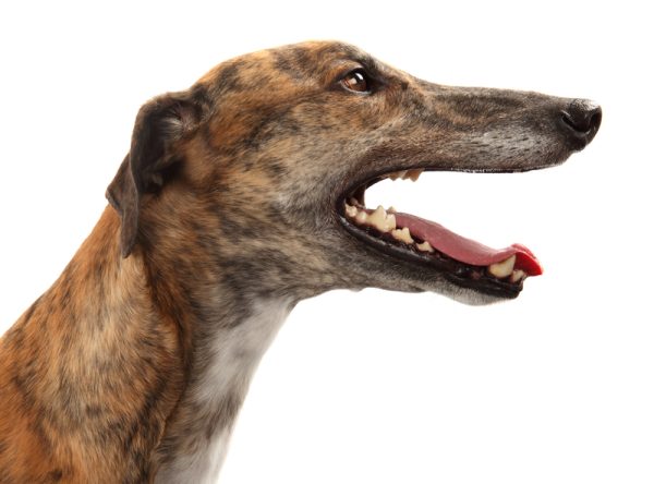 Greyhound, neck, head, jaws, Cephalic Index