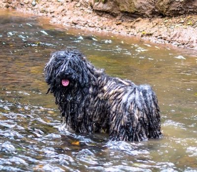 Puli,Russian Setter,Russian Pointer, Hungarian Water Dog
