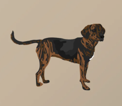 Gola Ferguson, Plott hound, Blaine Blevins,color, pattern, 