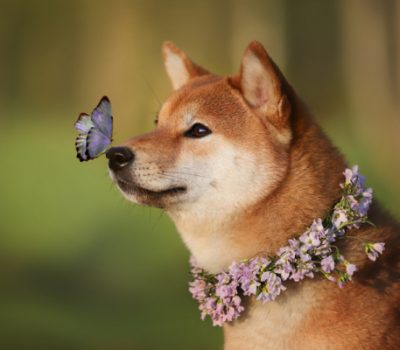 butterfly nose, hanakake, pigment, nose