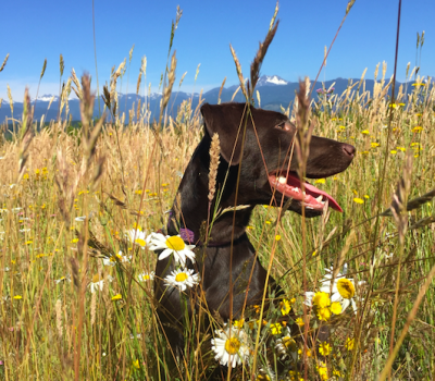 Weeds, seeds, mean seeds, Snake River. conservation dog