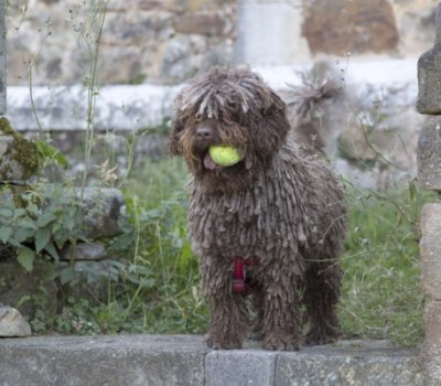 Spanish Water Dog,Perro Turco, Laneto, Perro Patero, Perro Rizado,Churro, Barbeta, Perro de Agua Español, Cantabrian Water Dog, Turco Andaluz