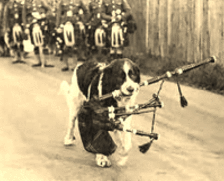 Saint Bernard, mascot, Wallace, Canadian Scottish Regiment,