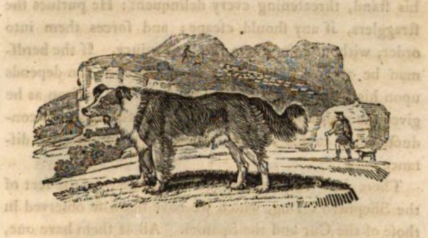 Collie, rough Collie, Smooth Collie, art, Thomas Bewick, literature, Ban Dog, Shepherd's Dog, A General History of Quadrupeds,