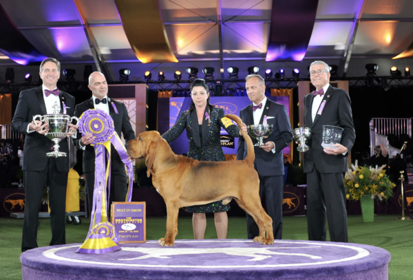 William Rauch, trophy, Westminster, Dog Shows, Best in Show