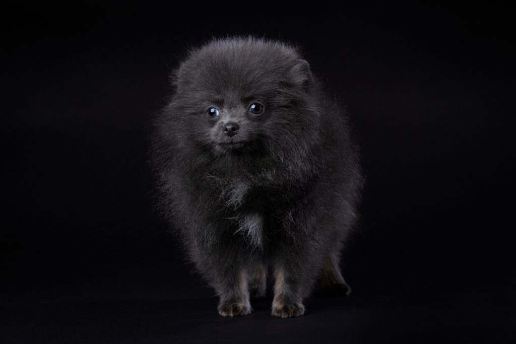 Pomeranian, color, blue