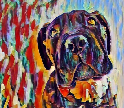 Cane Corso,Perro Corso, Chien de Forte Race, Corso-Hund, Cane Corso, Italian Mastiff, Sicilian Branchiero, Italian Molosso, Sicilianos Branchiero, su filindeu, herding