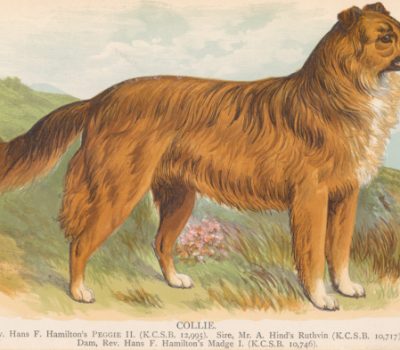 Collie, rough Collie, Smooth Collie, art, Thomas Bewick, literature, Ban Dog, Shepherd's Dog, A General History of Quadrupeds,