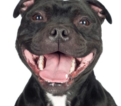  Staffordshire Bull Terrier, ear, expression,