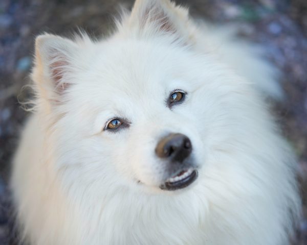 American Eskimo Dog, color, eyelashes