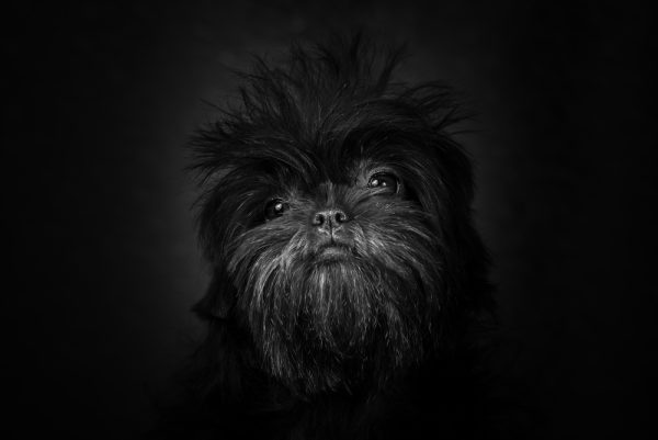 Affenpinscher, lip, pouty