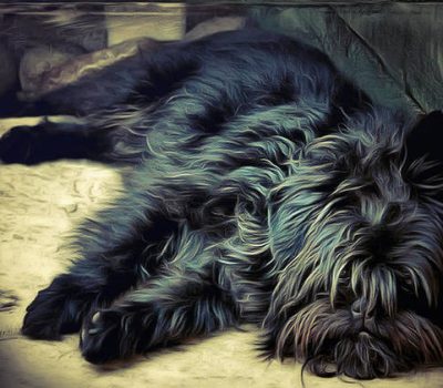 Affenpinscher, Genetic memory, ratter, 