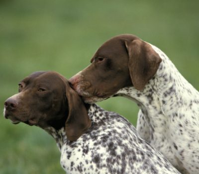 Braque Francais Pyrenean, French Pointer, Braque Français,