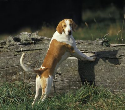 Anglo-Francais, Grand, Blanc et Orange, Great Anglo-French White and Orange Hound, Grand Anglo-Francais Blanc-et-Orange, order club, Federation Nationale Des Chasseurs