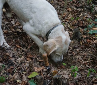 Labrador Retriever, truffle, Ciska, vanghino,vanghetto