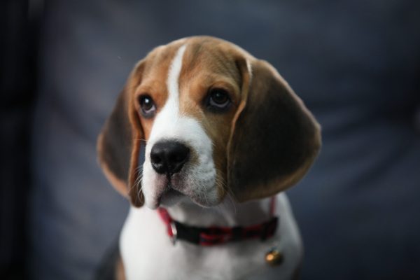 Beagle, ears