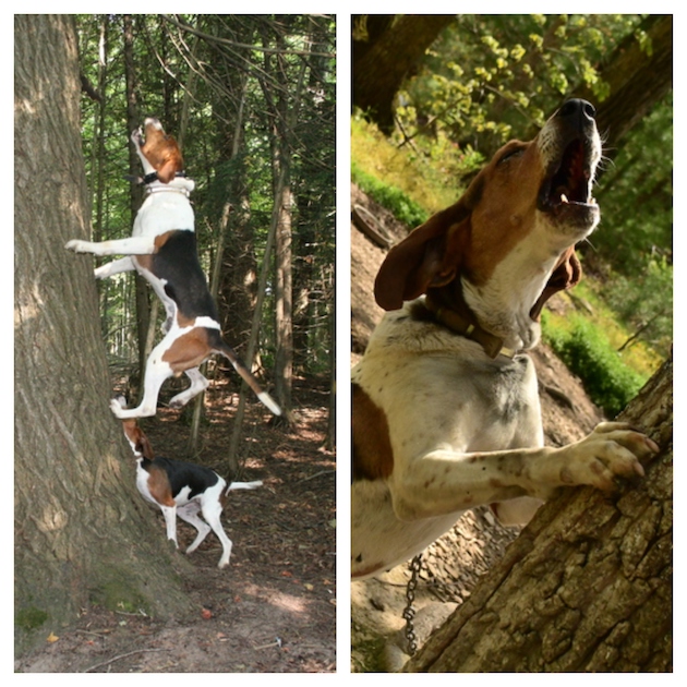 Split Treed, Coonhound, term