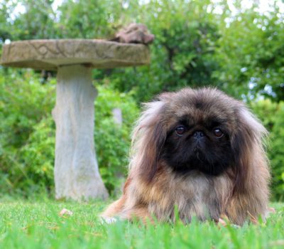 Pekingese, leonine, coat, color, Dowager Empress Cixi