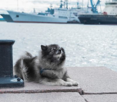 Keeshond, Cornelis de Gijselaar, barge dog, Dutch barge dog,Mrs. Wingfield-Digby, Gwendolen Hamilton-Fletcher