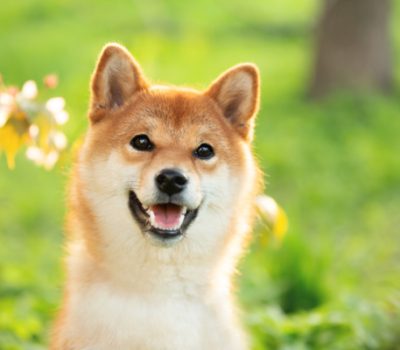 Shiba Inu, size, mame