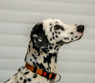 Dalmatian,English Coach Dog, Carriage Dog, Plum Pudding Dog, Spotted Dick, type,