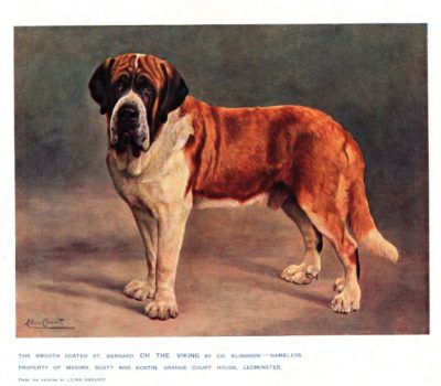 Saint Bernard, Alpine Spaniel, Alpenlandischer Spaniel, Saint Bernard of Menthon, Alpenmastiff,  Bernardine, Bernhardiner, Noble Steed, Menschenretter, Küherhund,Alpendog