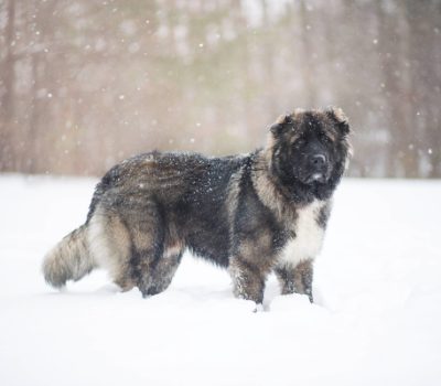 Georgian Caucasian Sheepdog, Caucasian Ovcharka, Caucasian Sheepdog, Kawkasky Owtscharka, Kaukasische Schaferhund, 