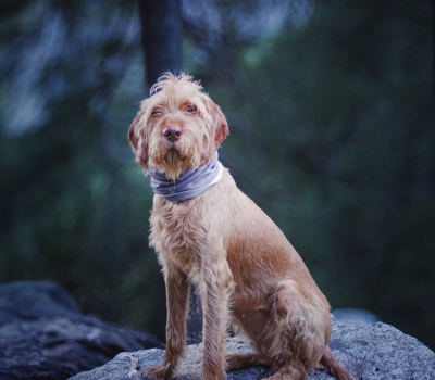 Wirehaired Vizsla, Vizsla, Zsa Zsa Gabor, Jolie Gabor, Drótszőrű Vizsla, Drótszőrű Magyar Vizsla.Charles Newman