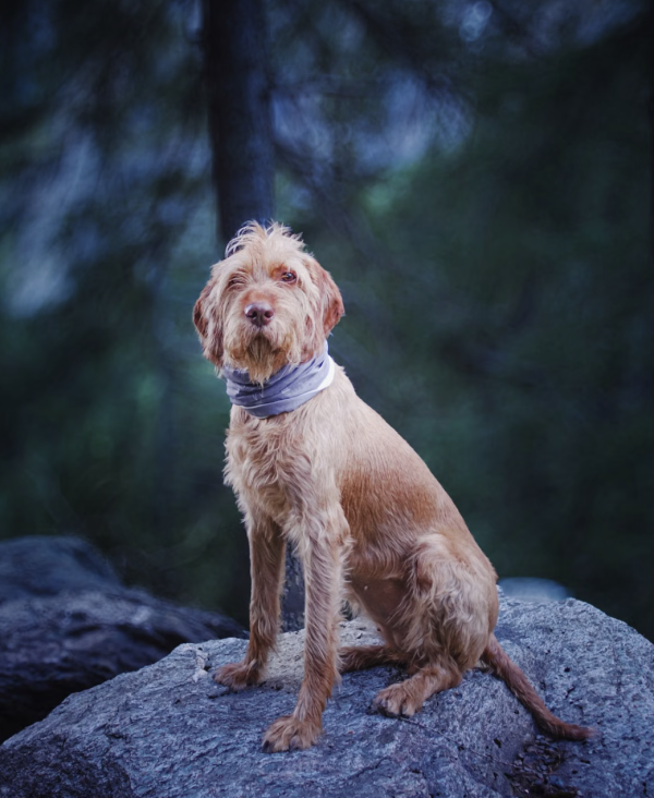 Wirehaired Vizsla, Vizsla, Zsa Zsa Gabor, Jolie Gabor, Drótszőrű Vizsla, Drótszőrű Magyar Vizsla.Charles Newman