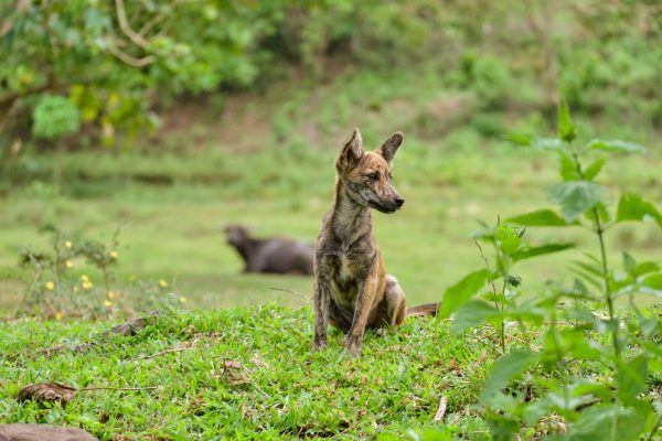 Philippine Forest Dog, Asong Gubat, Witch dog, asktal,