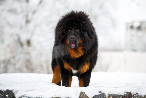Tibetan Mastiff, expression, bone, watchfulness
