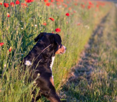 Appenzeller Mountain Dog, cattle dog, Appenzeller Sennenhunde