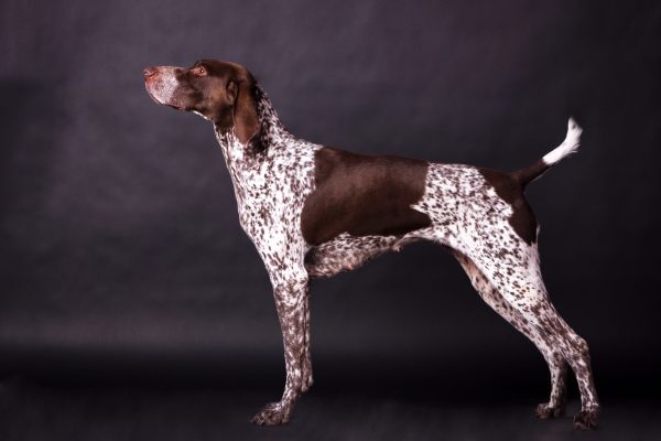 German Shorthaired Pointer, back, topline, structure