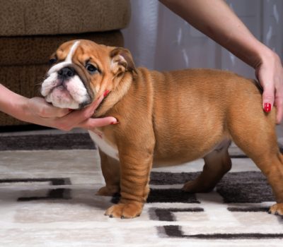 Bulldog, dog show, chin