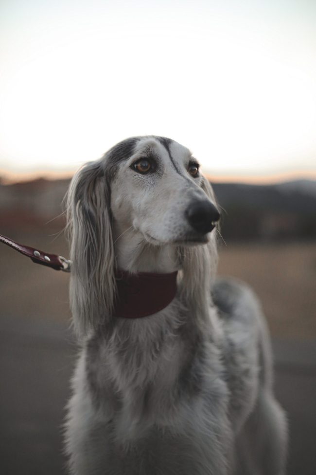 sighthound, collar, 
