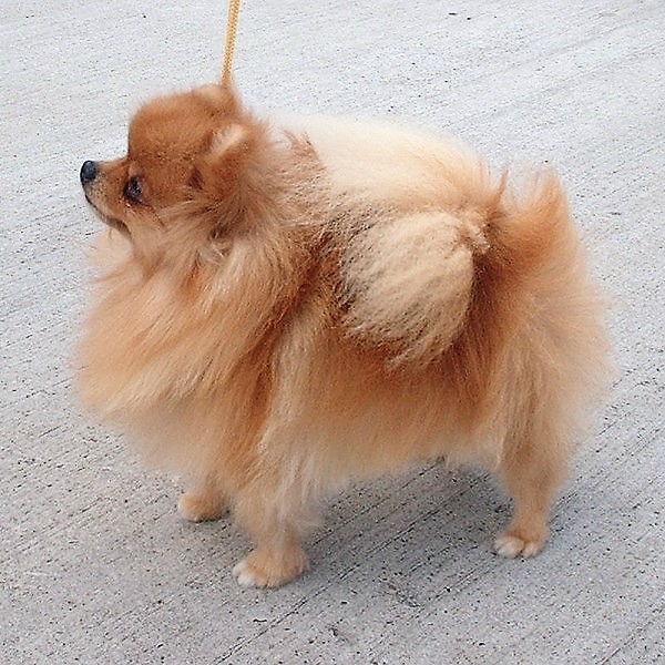 Pomeranian, curl, tail, tail set, snap tail, type,