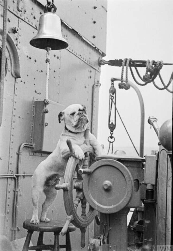 Venus, Bulldog, mascot, HMS Vansittart, 